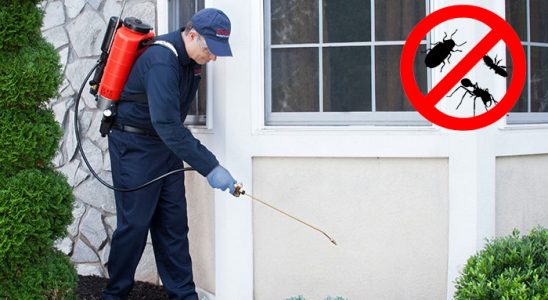Kuyucak Fare İlaçlama böcek ilaçlama ve haşere kontrolü — ilaclama-tr.com